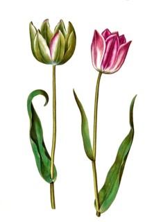 Garden tulip