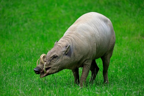 North sulawesi babirusa