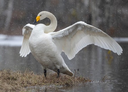 Whooper Swan