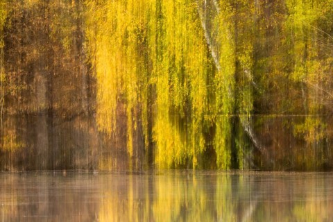 Autumnal coloured birch