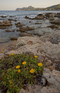Coast near Cala Rajada