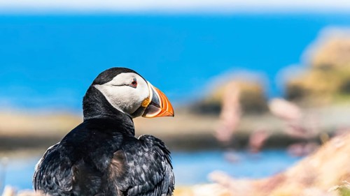 Portrait of Atlantic Puffin