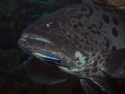 Potato grouper