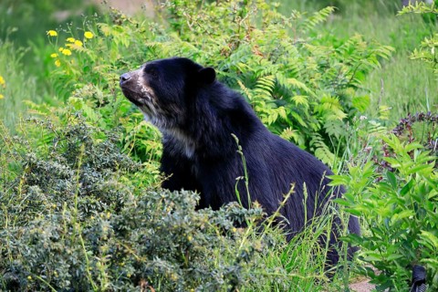 Spectacled bear