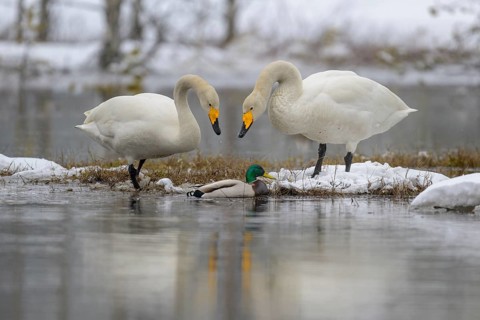 Whooper Swan