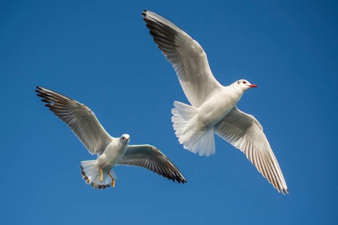 Pair of seagulls flying in blue a sky background