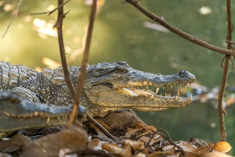 Nile crocodile in the sacred crocodile pool of Kachikally