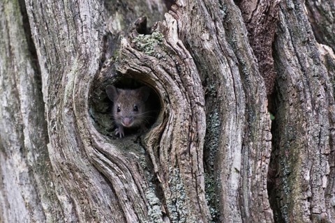 Bank vole