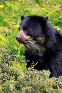 Spectacled bear