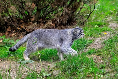 Manul
