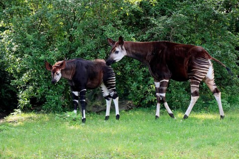 Okapi