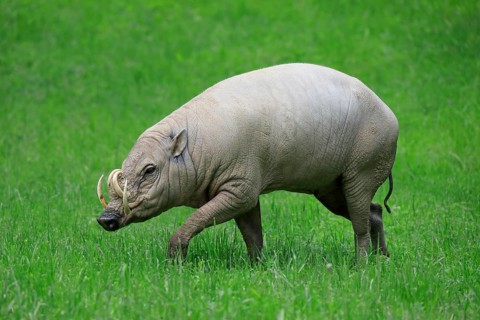 North sulawesi babirusa