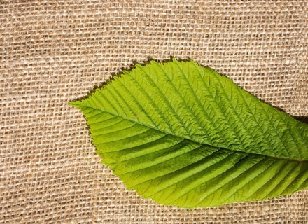Green leaves placed on linen canvas