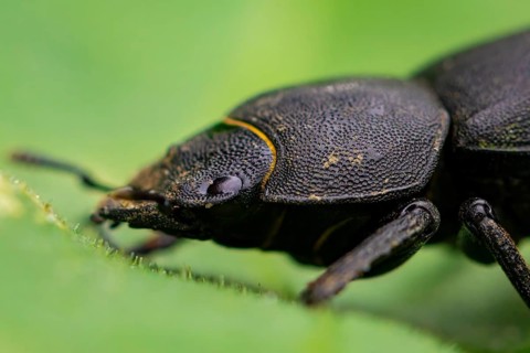 Lesser stag beetle
