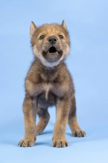 European gray wolf