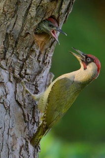 European green woodpecker