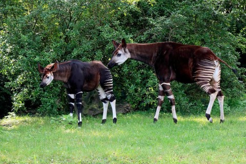 Okapi