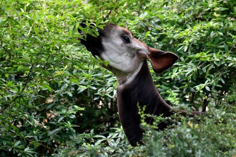 Okapi