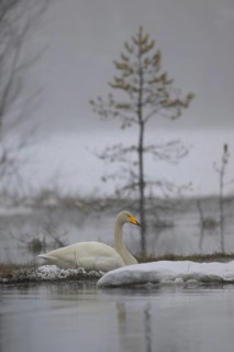Whooper Swan