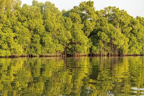 Mangroves on a branch of the Gambia River near Bintang