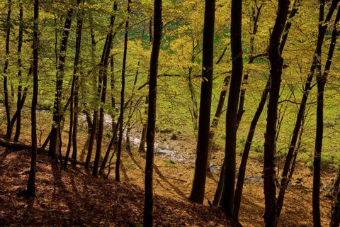 Forest