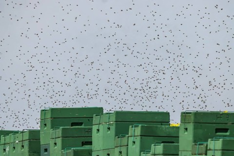 Beehives next to a flowering rape field