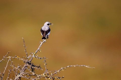 Northern wheatear