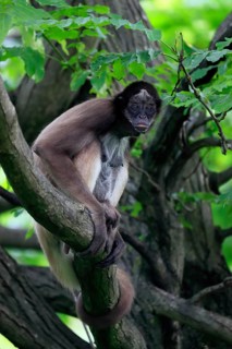 Brown spider monkey
