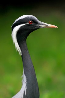 Demoiselle crane