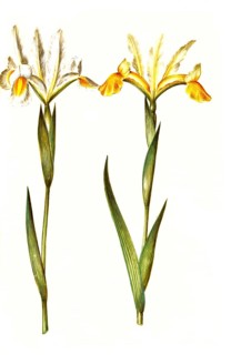 Spanish iris