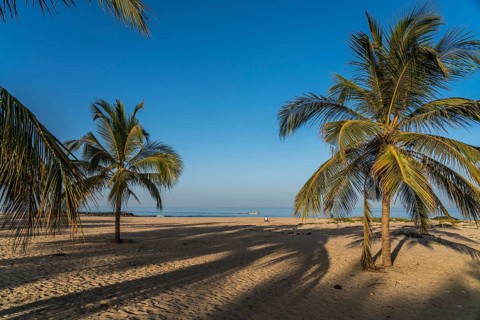 Coconut trees on the beach of Cape Point