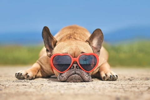 Lovely French Bulldog dog wearing red heart shaped sunglasses in summer