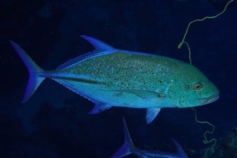 Bluefin trevally