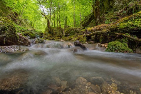 Underwater photograph of a waterfall in the UNESCO World Heritage Beech Forest in the Limestone Alps National Park