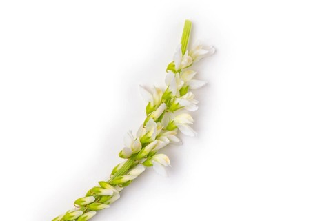 Bokhara clover