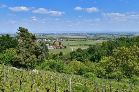 Vineyards in Wachenheim in Rhineland-Palatinate
