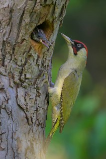 European green woodpecker