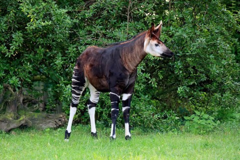Okapi