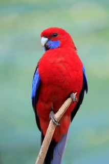 Crimson rosella