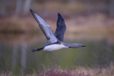 Red-throated diver