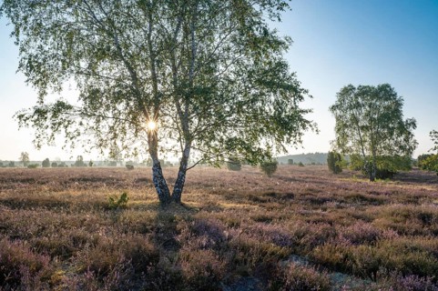 Birch