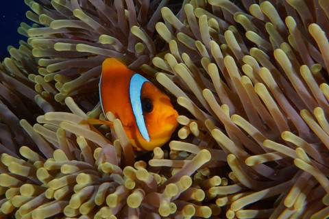 Red sea clownfish