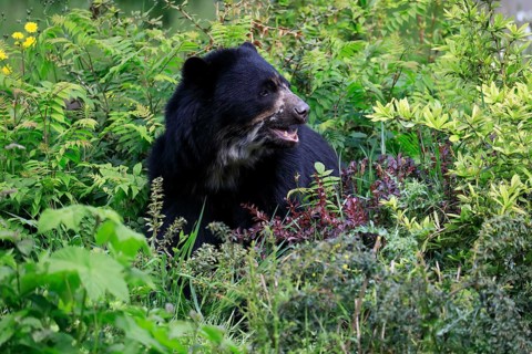 Spectacled bear