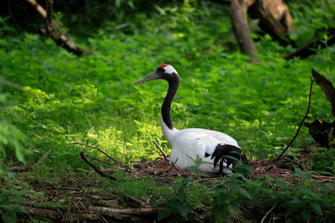 Red-crowned crane