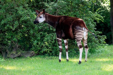 Okapi