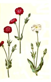 Crowned campion