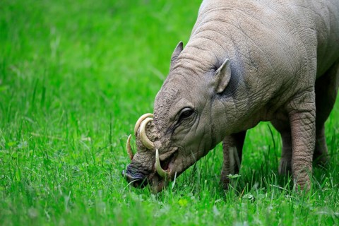 North sulawesi babirusa