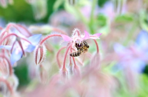 Borage