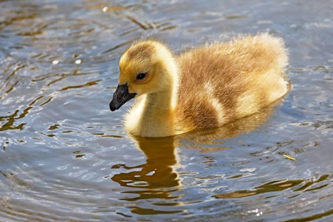 Canada goose