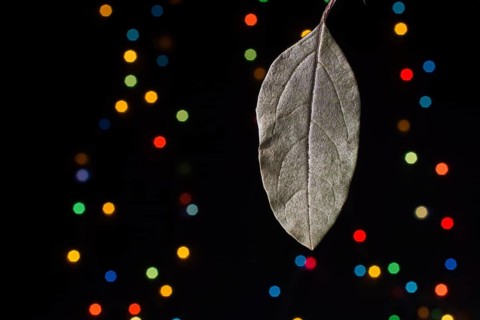 Dry leaf on a bokeh lighton a dark background